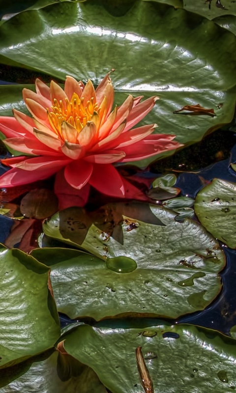 Amazing Water Lilly wallpaper 480x800