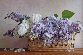 Lilac Basket Background for Android, iPhone and iPad