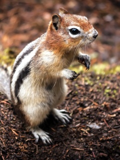 Sfondi Chipmunk 240x320