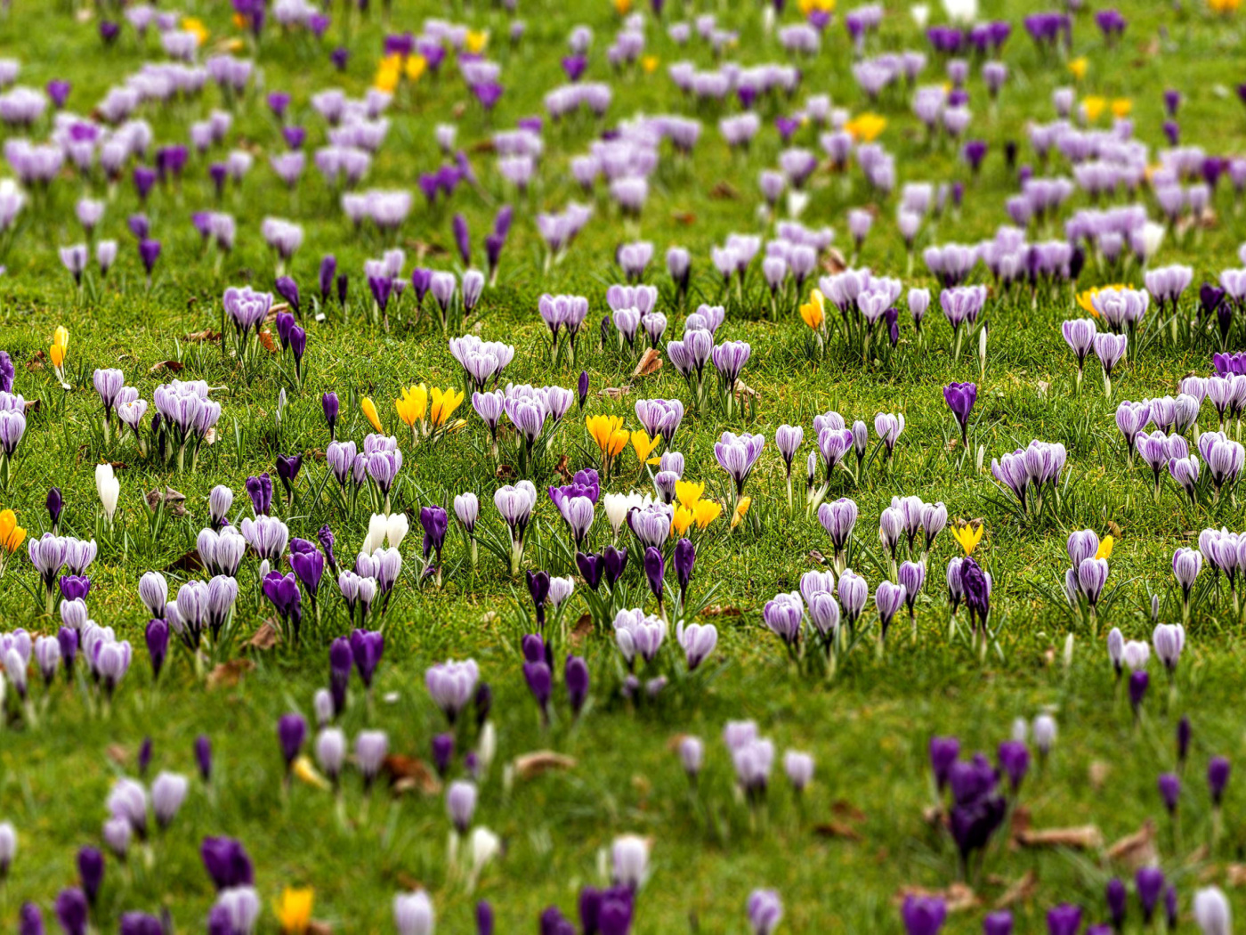 Crocuses and Spring Meadow wallpaper 1400x1050