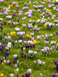 Crocuses and Spring Meadow wallpaper 240x320