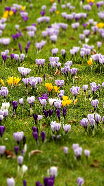 Crocuses and Spring Meadow wallpaper 360x640