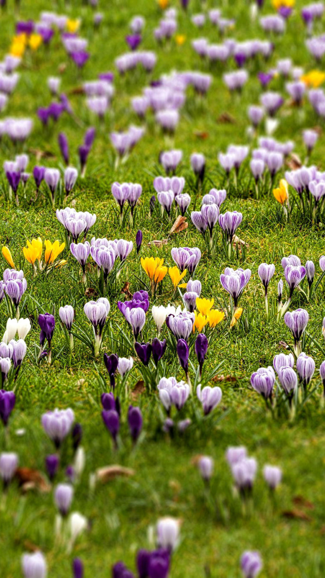 Crocuses and Spring Meadow wallpaper 640x1136