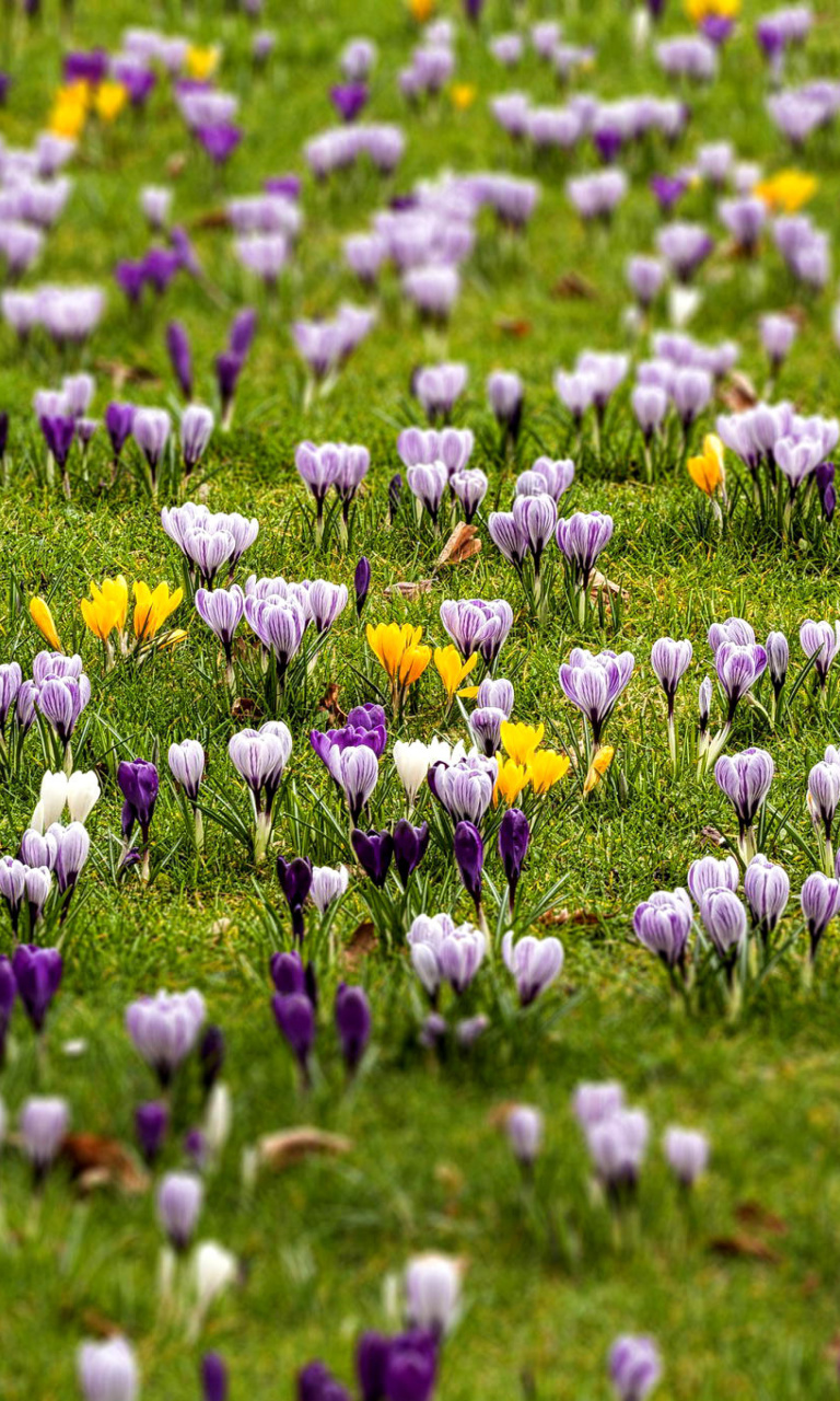 Das Crocuses and Spring Meadow Wallpaper 768x1280