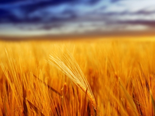 Fondo de pantalla Nice_Field 320x240