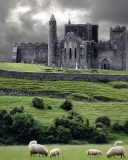 Das Ireland Landscape With Sheep And Castle Wallpaper 128x160