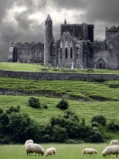 Das Ireland Landscape With Sheep And Castle Wallpaper 132x176