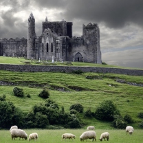 Ireland Landscape With Sheep And Castle wallpaper 208x208