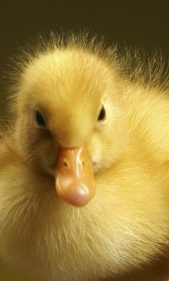 Baby Goose wallpaper 240x400