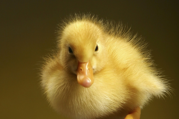 Sfondi Baby Goose