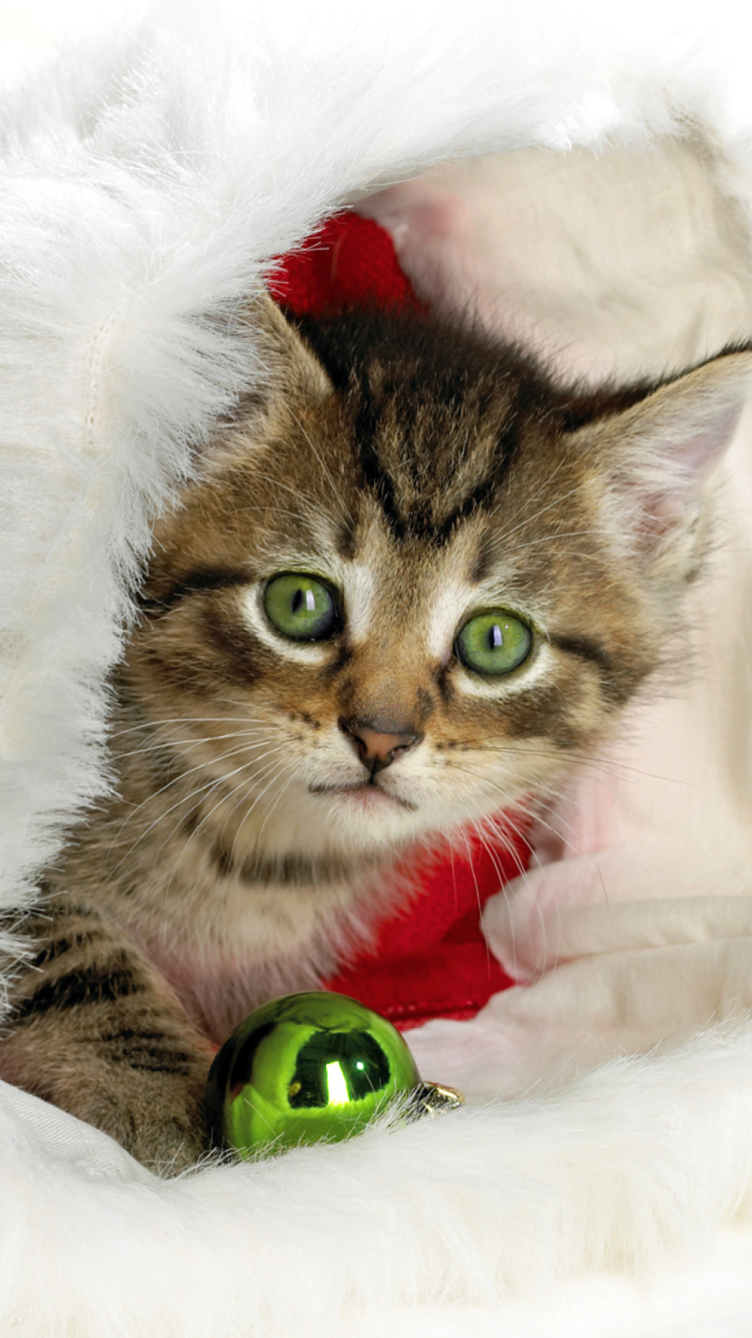 Обои Christmas Kitten 1080x1920
