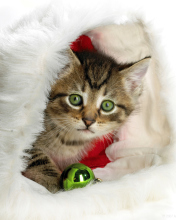Sfondi Christmas Kitten 176x220
