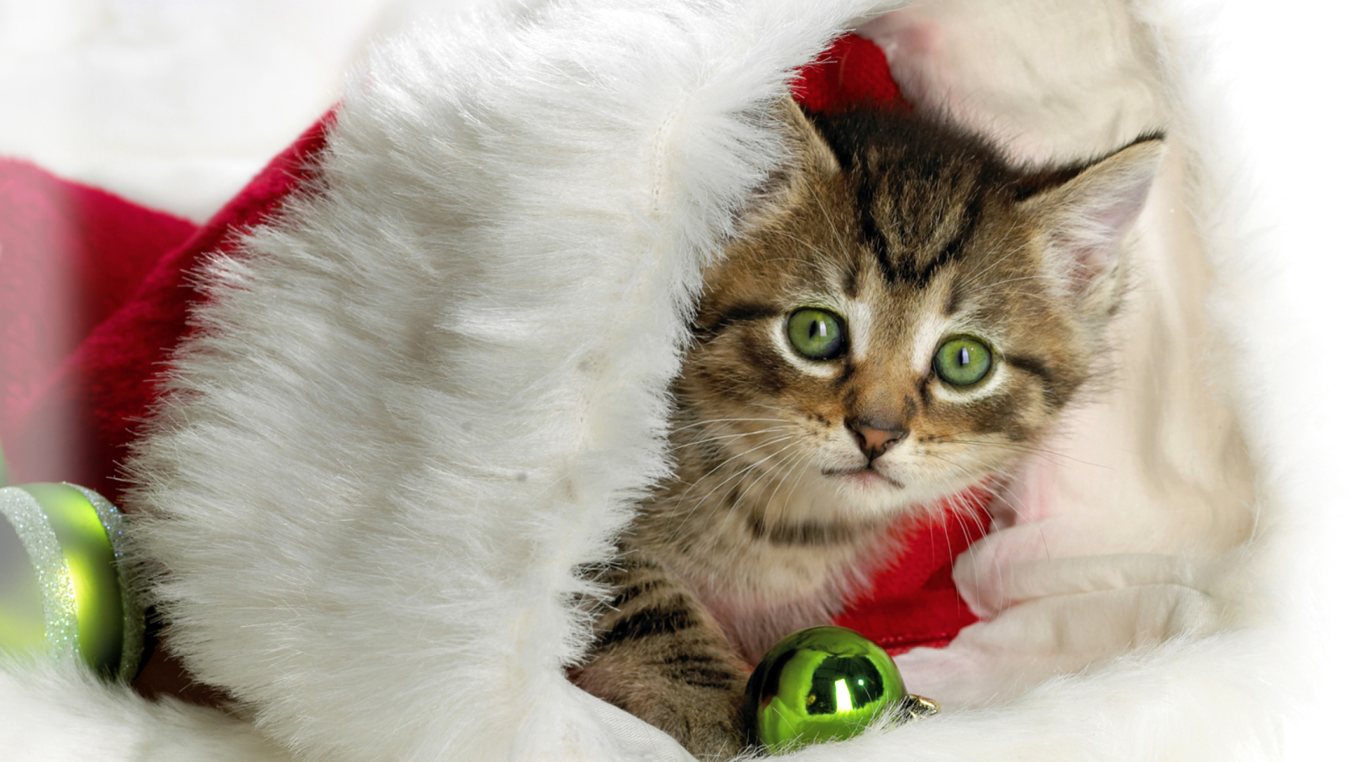 Screenshot №1 pro téma Christmas Kitten 1920x1080