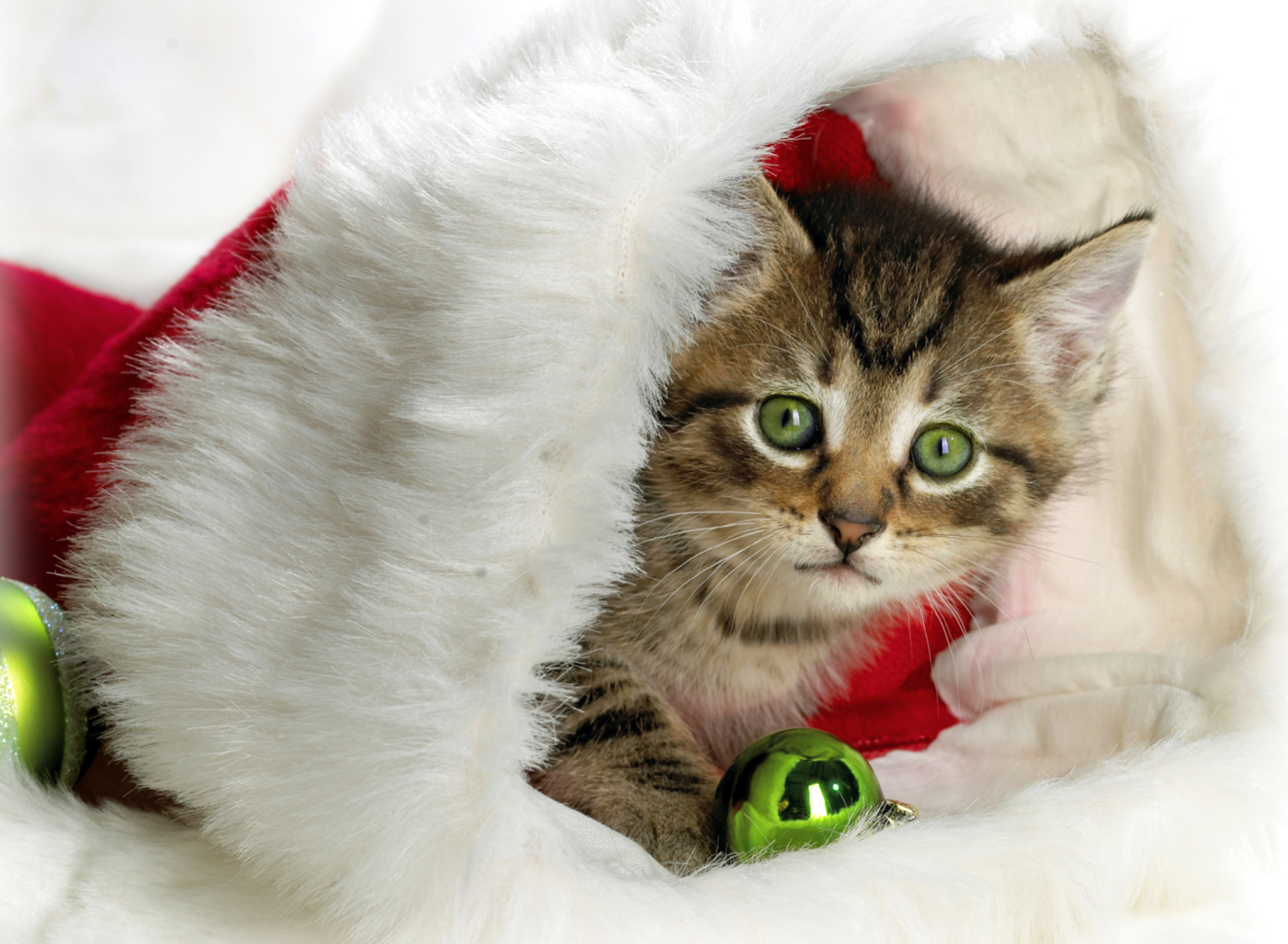 Das Christmas Kitten Wallpaper 1920x1408