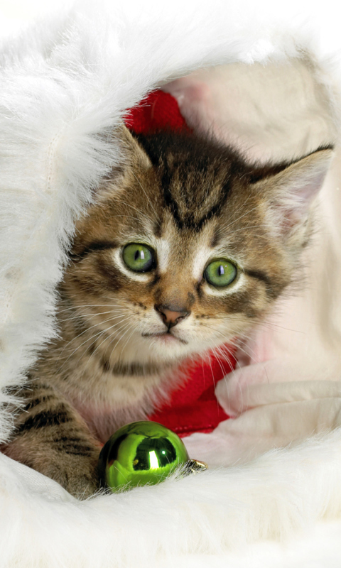 Обои Christmas Kitten 480x800