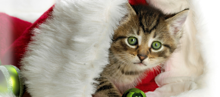 Обои Christmas Kitten 720x320