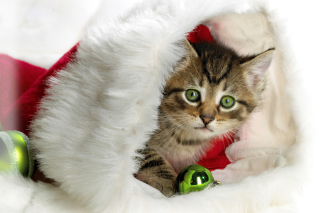 Christmas Kitten - Obrázkek zdarma 