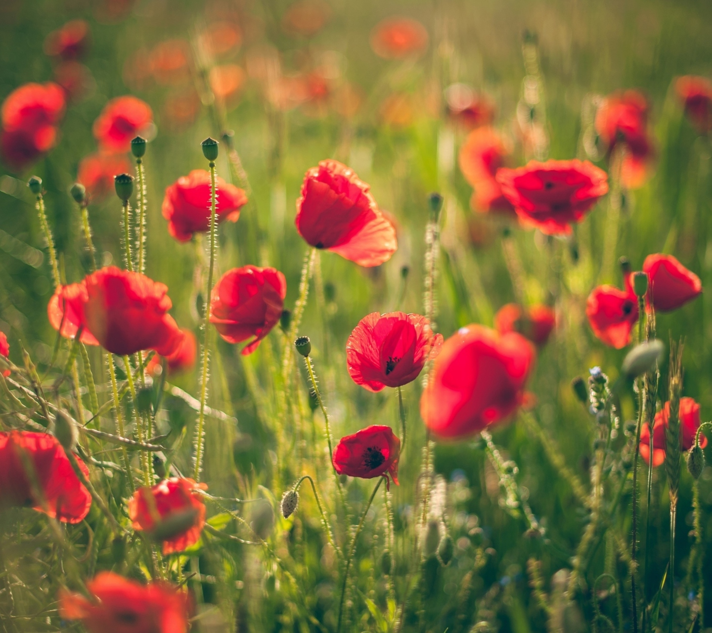 Screenshot №1 pro téma Red Poppy Field 1440x1280