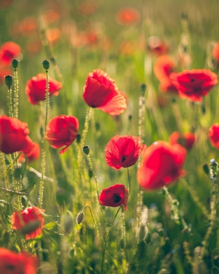 Red Poppy Field - Obrázkek zdarma pro iPhone 4S