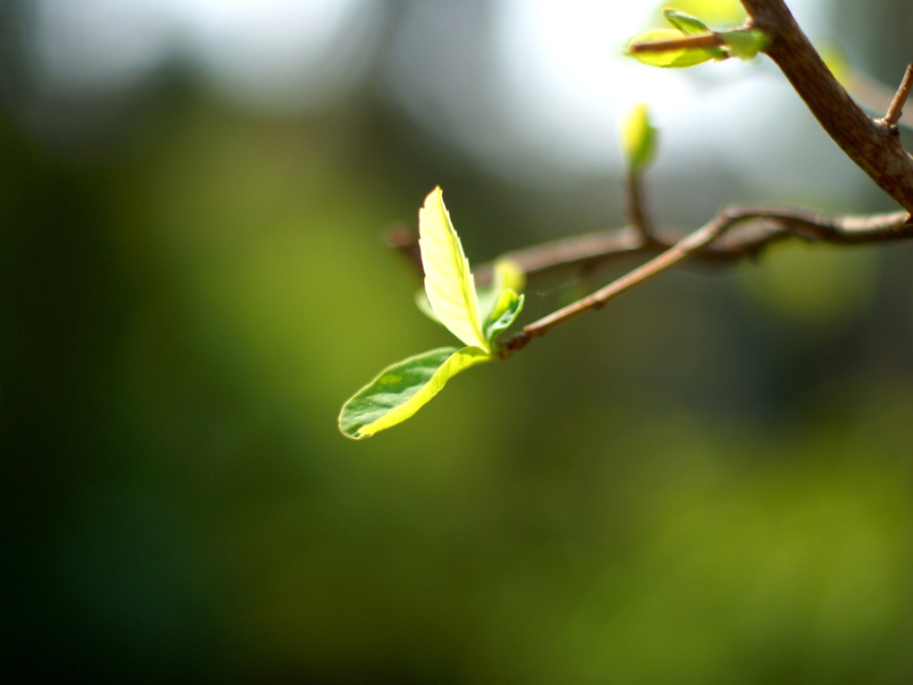 Screenshot №1 pro téma Macro Leaf 1024x768