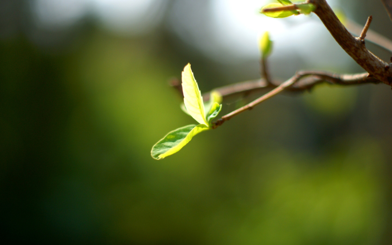 Macro Leaf wallpaper 1280x800