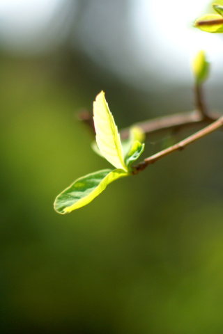 Fondo de pantalla Macro Leaf 320x480