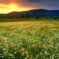 Wild Flowers Field wallpaper 208x208