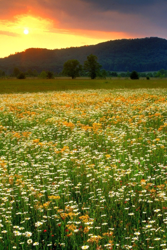 Wild Flowers Field wallpaper 640x960