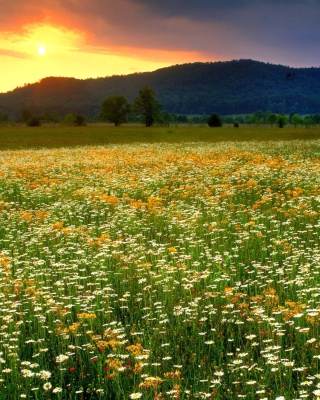 Wild Flowers Field - Obrázkek zdarma pro Nokia X7