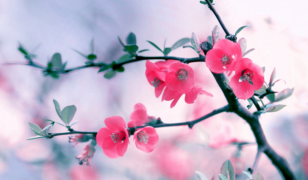 Pink Spring Flowers wallpaper 1024x600