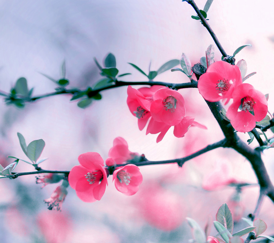 Pink Spring Flowers wallpaper 1080x960