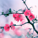 Screenshot №1 pro téma Pink Spring Flowers 128x128