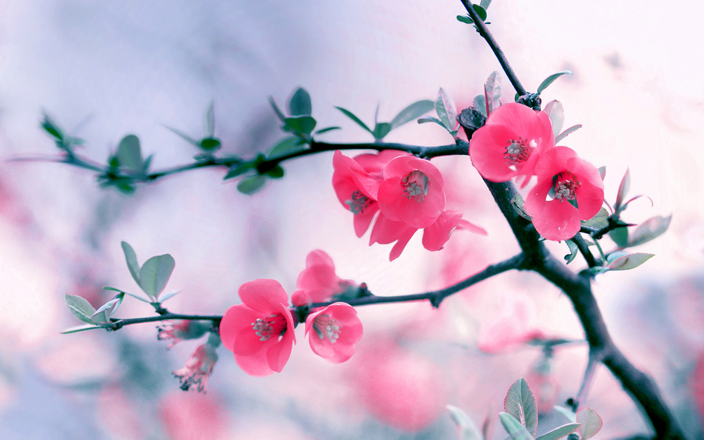 Pink Spring Flowers wallpaper 1440x900