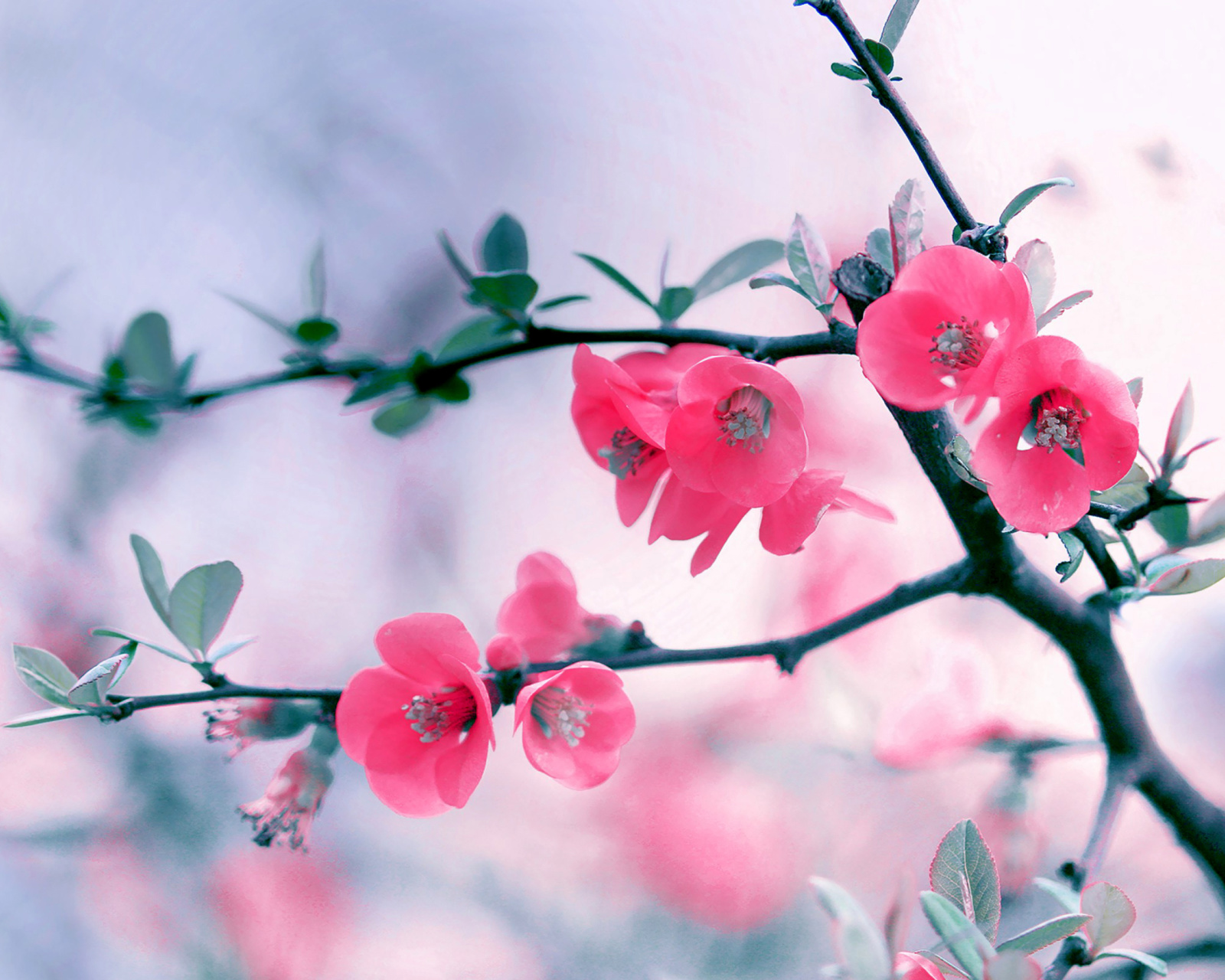 Fondo de pantalla Pink Spring Flowers 1600x1280