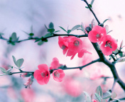 Pink Spring Flowers wallpaper 176x144