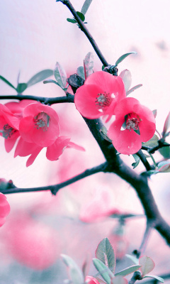 Das Pink Spring Flowers Wallpaper 240x400