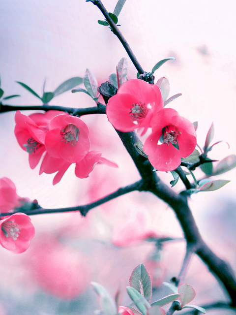 Pink Spring Flowers wallpaper 480x640
