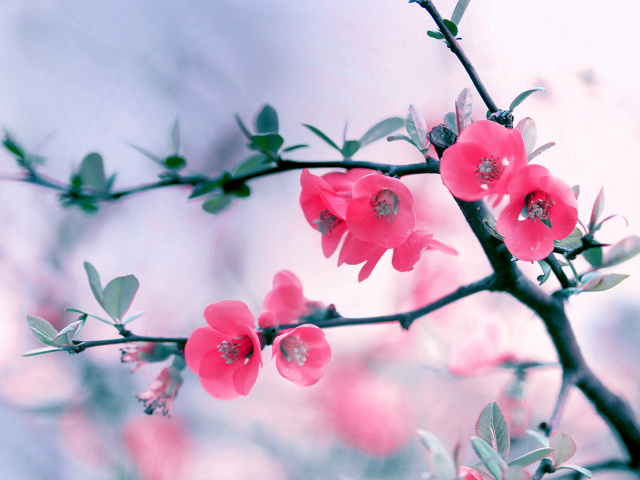Das Pink Spring Flowers Wallpaper 640x480