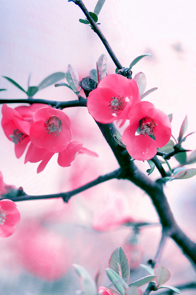 Обои Pink Spring Flowers 640x960