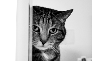 Cat - Obrázkek zdarma pro Samsung Galaxy Q