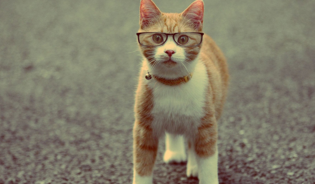 Das Funny Cat Wearing Glasses Wallpaper 1024x600