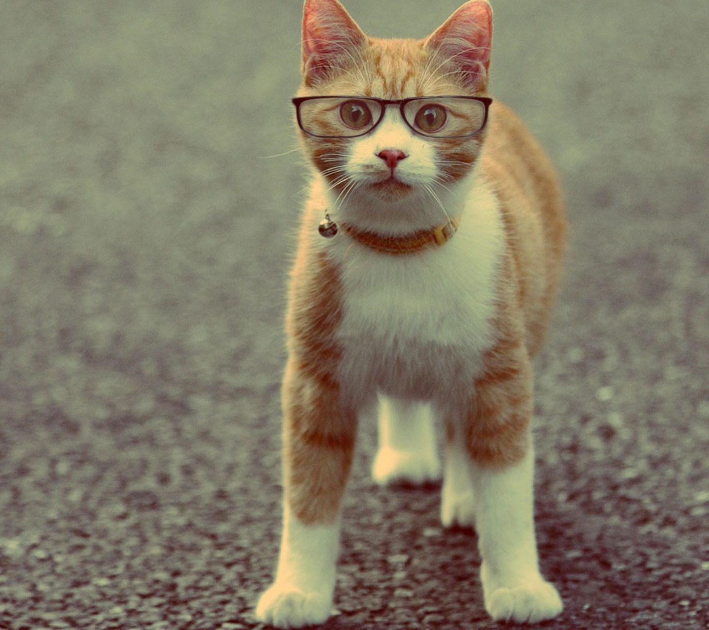 Обои Funny Cat Wearing Glasses 1440x1280