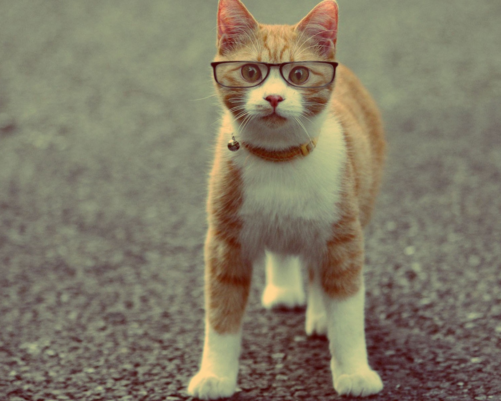 Funny Cat Wearing Glasses wallpaper 1600x1280