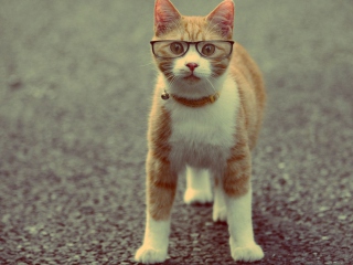 Screenshot №1 pro téma Funny Cat Wearing Glasses 320x240