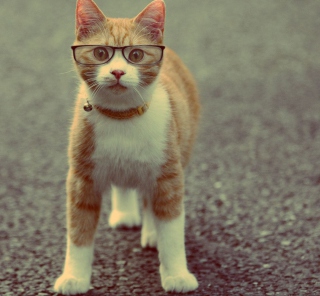 Funny Cat Wearing Glasses - Obrázkek zdarma pro 208x208