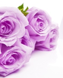Das Purple Roses Wallpaper 128x160