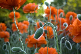 Poppy Flowers In Field - Obrázkek zdarma pro Nokia Asha 205