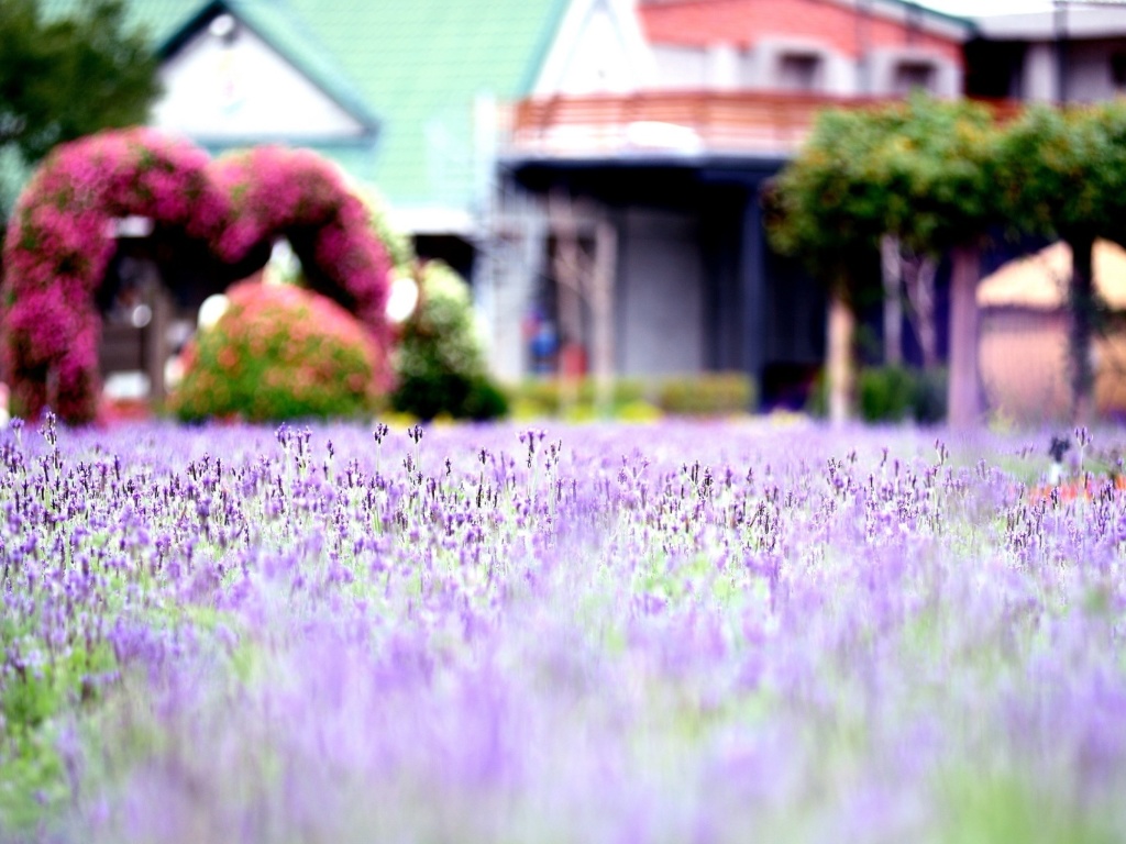 Screenshot №1 pro téma Purple Macro Flowers 1024x768