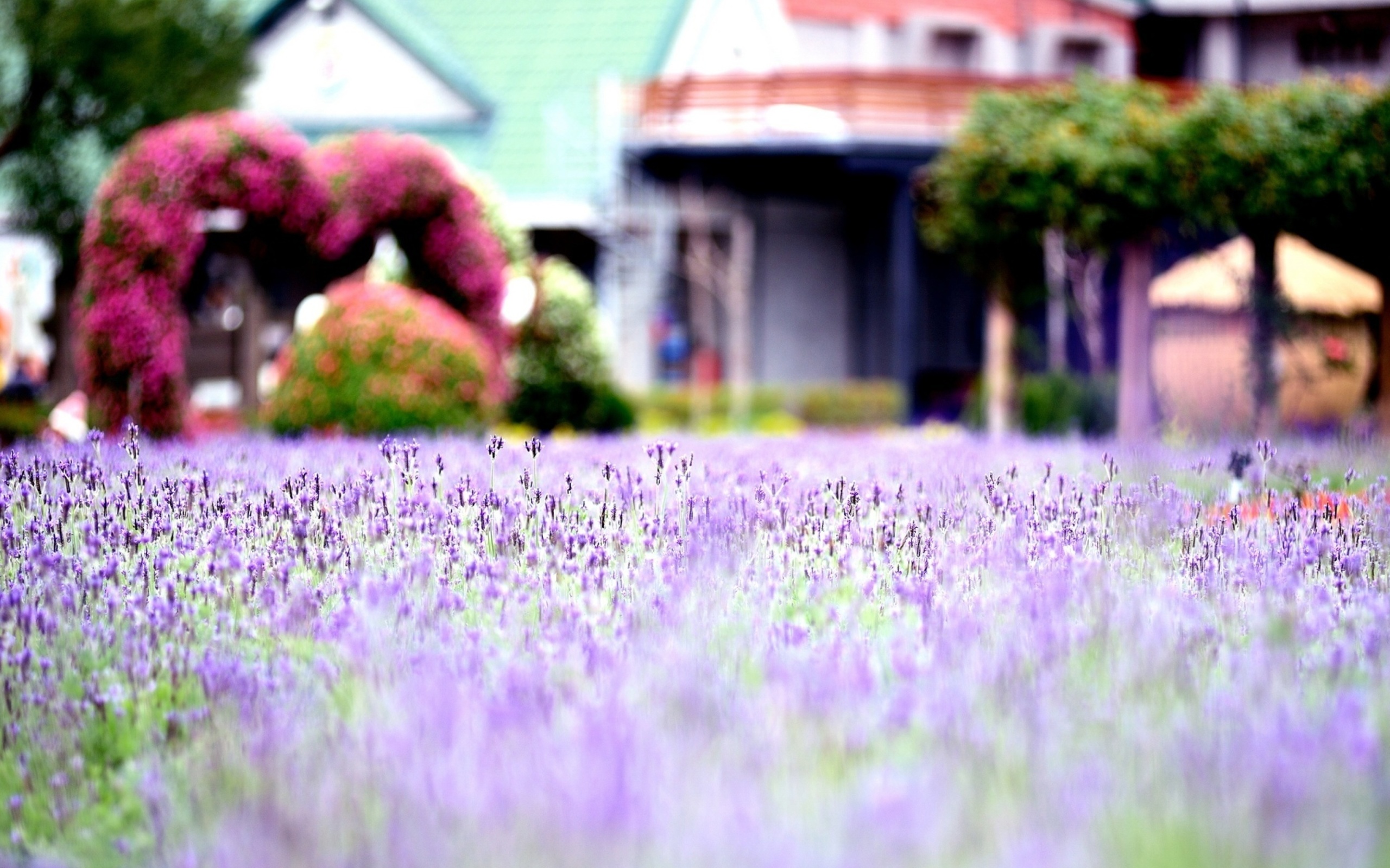 Screenshot №1 pro téma Purple Macro Flowers 2560x1600