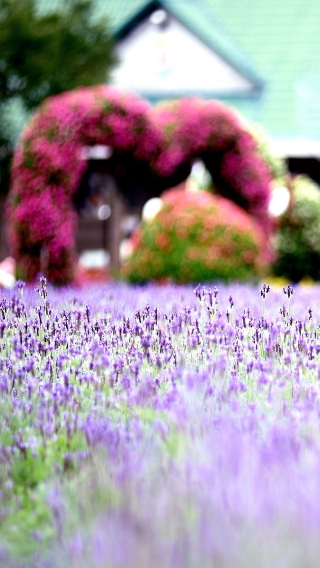 Sfondi Purple Macro Flowers 640x1136